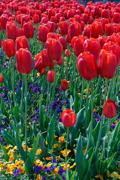 Tulipes Rouges Champ Vue Jour Gros Plan — Photo