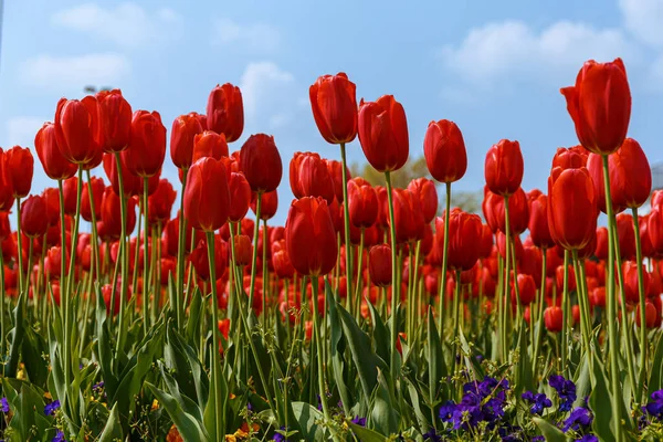 Vermelho Tulipas Campo Dia Vista Perto — Fotografia de Stock