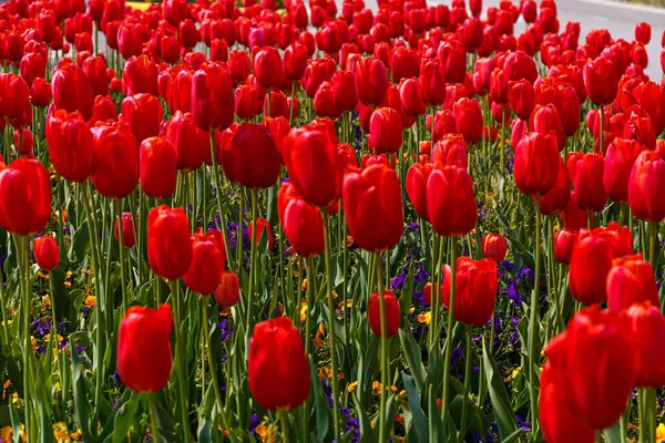 Tulipes Rouges Champ Vue Jour Gros Plan — Photo