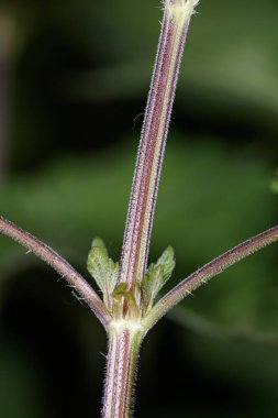 Urtica dioica 'da tarlada ısırgan otu var.
