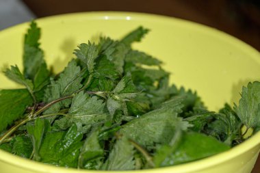 Plastik kasede ısırgan otu.