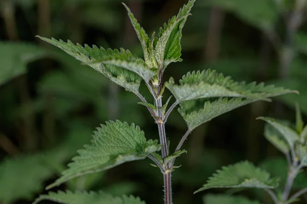 Nettle Plant Field Urtica Dioica — Stock Photo, Image