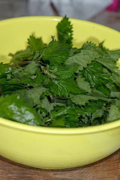 nettle plant in plastic bowl