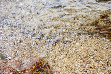 Garda Gölü kıyısında deniz kabukları