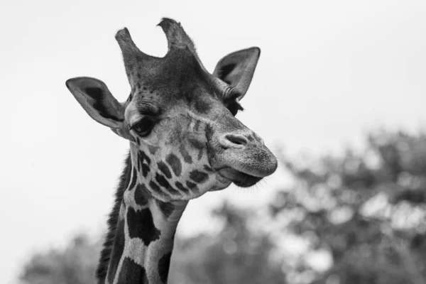 Портрет Жирафа Чорно Біла Фотографія — стокове фото