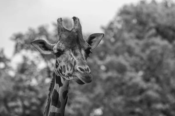 giraffe portrait black and white photography