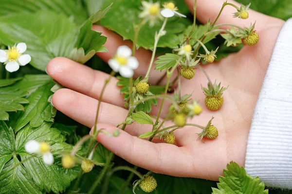 Flor Fresa Silvestre Mano Una Niña — Foto de Stock