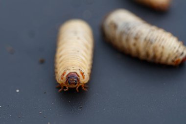 Cetonia aurata larvası, gül yapraklı kurtçuklar.