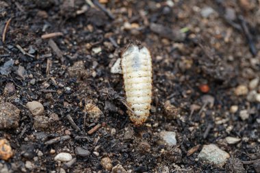 Cetonia aurata larvası, gül yapraklı kurtçuklar.