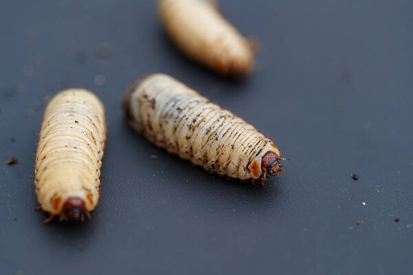 Cetonia aurata larva, черви розового шафера