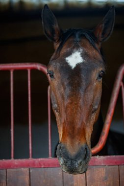 At başına yakın dur.