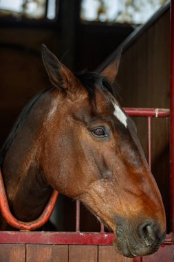 At başına yakın dur.