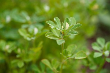 Fenugreek yeşilliklerine yakın, Trigonella foenum-graecum bitkisi güneşin arka planında
