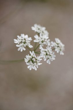 Kişniş çiçeği, Coriandrum sativum