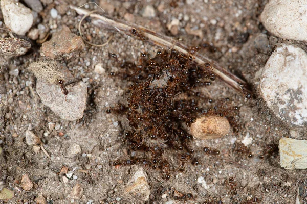 Ants Killing Worm Macro Photography — Stok fotoğraf