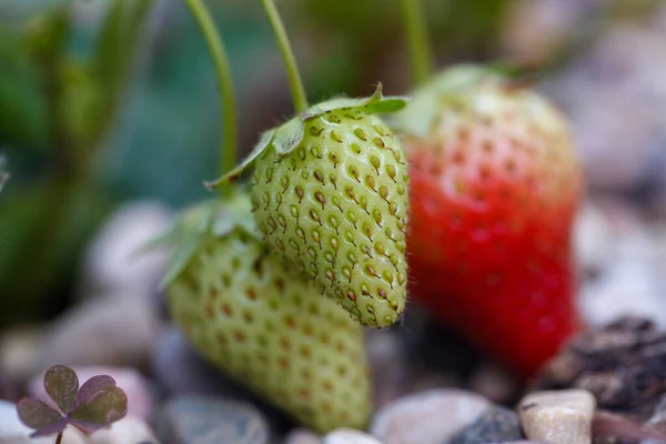 Sluiten Van Een Aardbei — Stockfoto