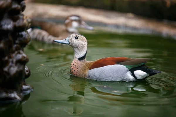 Pato Brasileiro Amazonetta Brasiliensis Nadando Lagoa — Fotografia de Stock