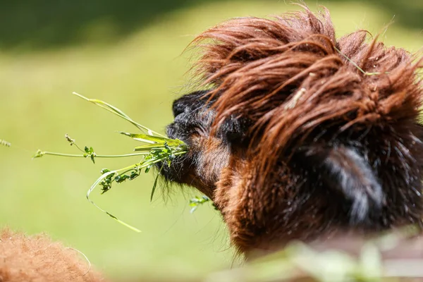 アルパカの顔の閉鎖 ビクーニャ パコス 食べる — ストック写真