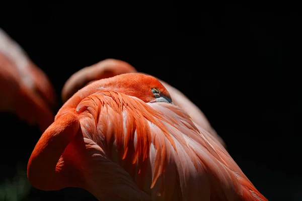 Flamingo Sleeping While Head Back His Back — Fotografia de Stock