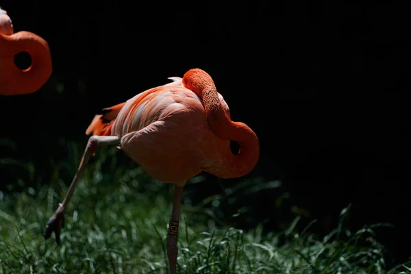 Flamingo Sleeping While Head Back His Back — Stockfoto