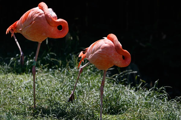 Flamingo Sleeping While Head Back His Back — Φωτογραφία Αρχείου