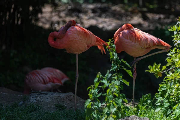 Flamingo Sleeping While Head Back His Back — Stockfoto