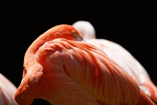 Flamingo Sleeping While Head Back His Back — Zdjęcie stockowe