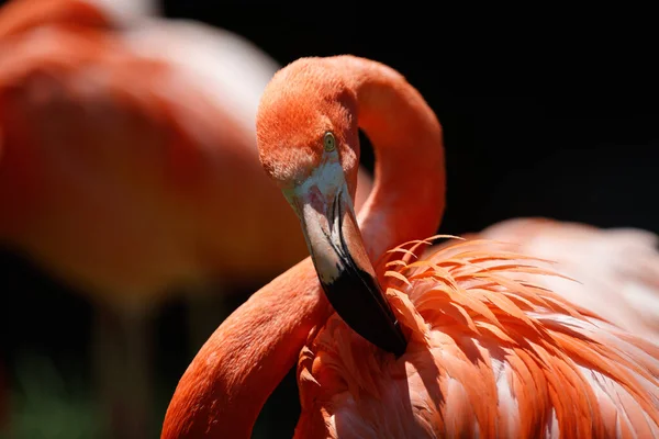 Flamingo Cleaning Its Colorful Feathers — Zdjęcie stockowe
