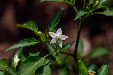 Organik bahçede çan biberi filizlendi.