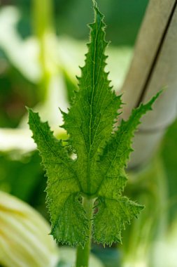 Bahçedeki kabak bitkisi.