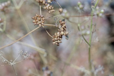 Bitkide kurutulmuş kişniş tohumu