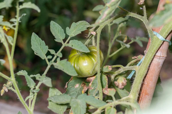 Tanaman Tomat Kebun Organik — Stok Foto