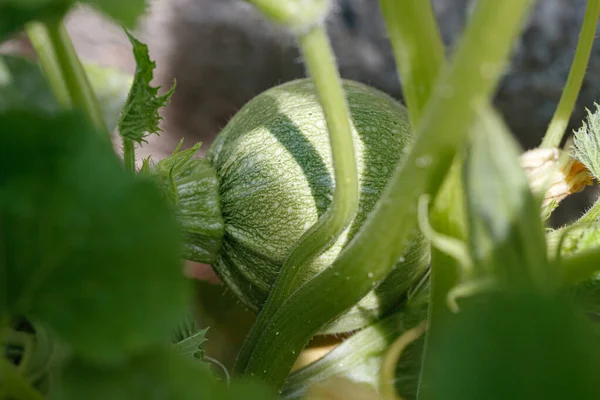 Pompoen Een Plant Ronde Courgette Tuin Biologische Groenten Tuin — Stockfoto