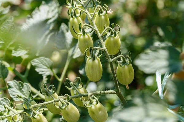 Groene Tomaten Van Dichtbij Bekijken — Stockfoto