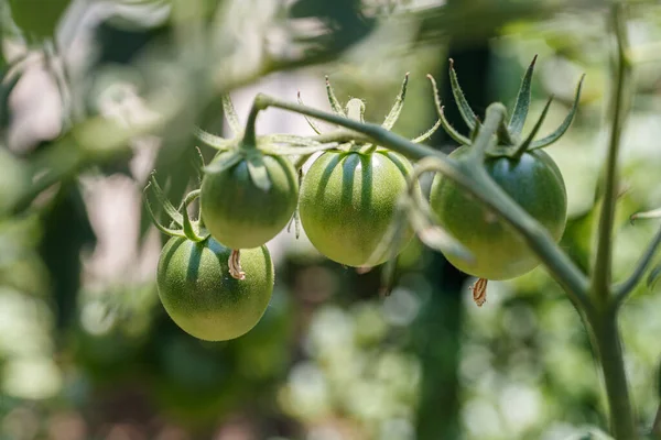 Tomatenplant Biologische Tuin — Stockfoto