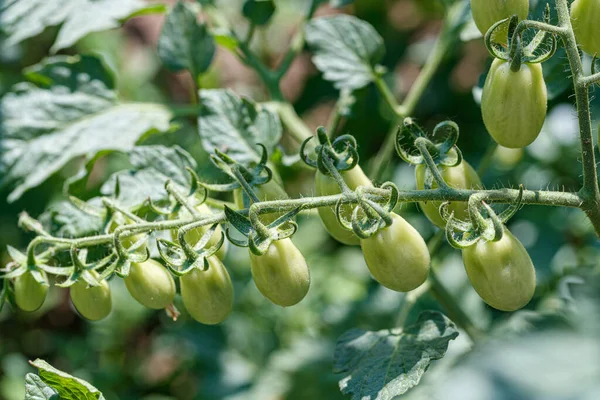 Groene Tomaten Van Dichtbij Bekijken — Stockfoto