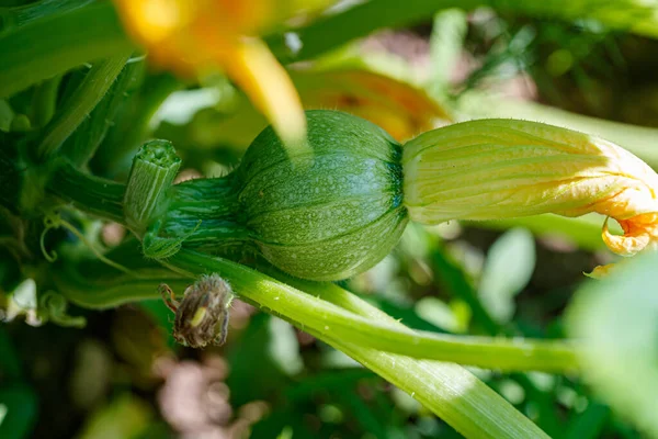 Pompoen Een Plant Ronde Courgette Tuin Biologische Groenten Tuin — Stockfoto