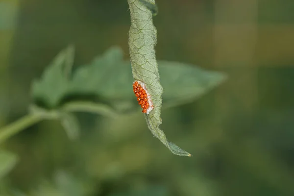 Uova Coccinella Sotto Foglio Pomodoro — Foto Stock