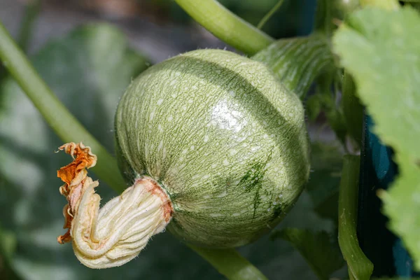 Pompoen Een Plant Ronde Courgette Tuin Biologische Groenten Tuin — Stockfoto