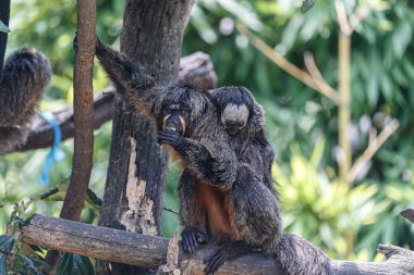 Ağacın üzerindeki beyaz yüzlü saki dişi (Pithecia pithecia)