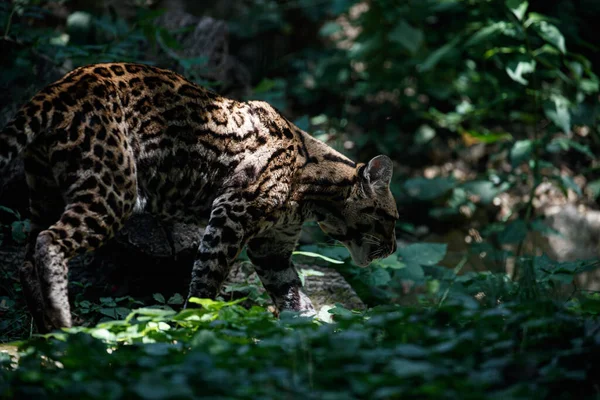 Ocelot Pohled Lese — Stock fotografie