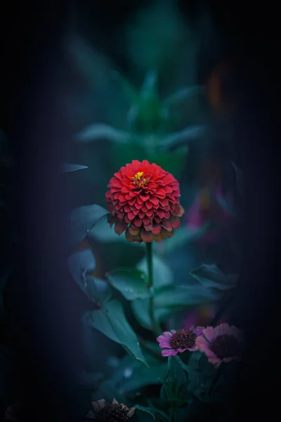 Bahçedeki Zinnia Çiçeği — Stok fotoğraf