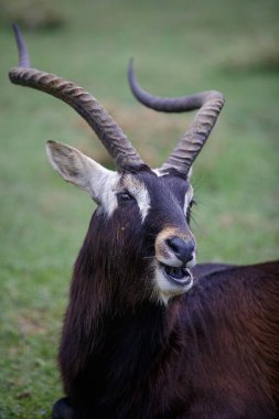 Erkek Nil lechwe, Bayan Gray 'in lechwe' si (Kobus megaceros) çayırda yatıyor