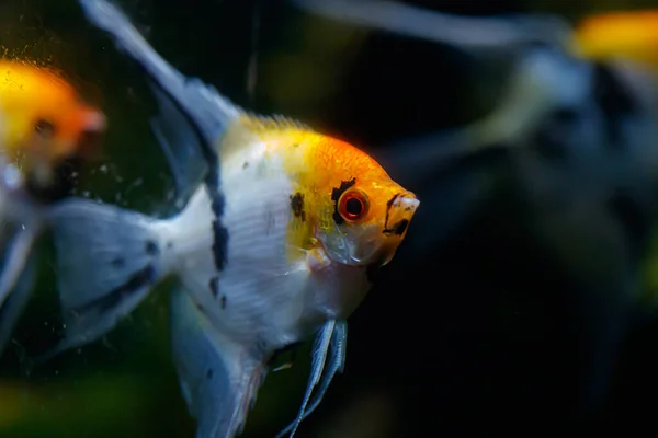 Pterophyllum Scalare Melek Balığı Veya Tatlı Melek Balığı — Stok fotoğraf