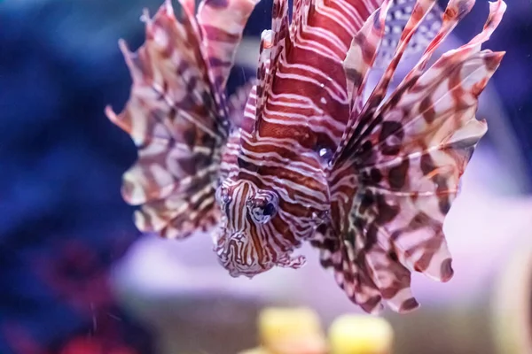 红狮子鱼 Pterois Volitans 有毒珊瑚礁鱼 — 图库照片