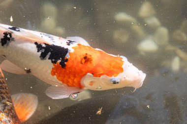 Yakın plan, beyaz ve turuncu desenli koi balığının karanlık sularda yüzdüğünü gösteriyor..