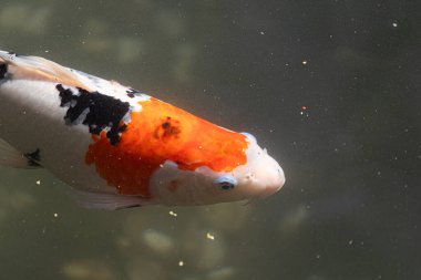 Yakın plan, beyaz ve turuncu desenli koi balığının karanlık sularda yüzdüğünü gösteriyor..