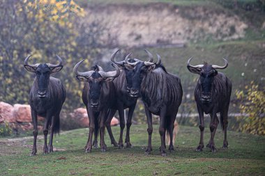 Afrika bozkırlarında duran Afrika antilopları, Kenya.