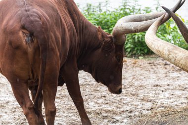 Kocaman boynuzları olan Ankole-Watusi sığırları, Afrikalı inekler ürer.
