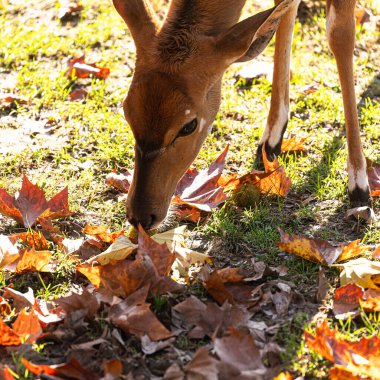 Güz parkında sevimli bir geyik.